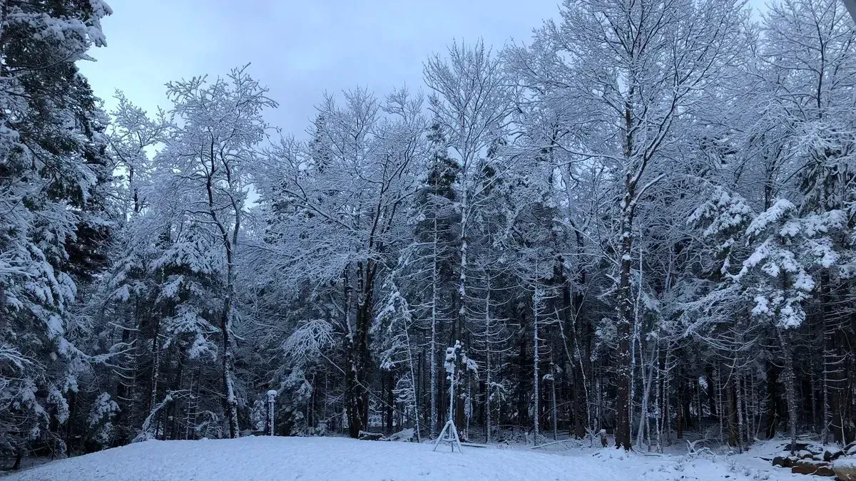 A landscape shot of woods in winter, sourced from accuweather.com